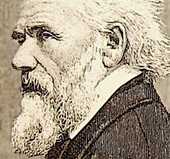von Amerling Frierich