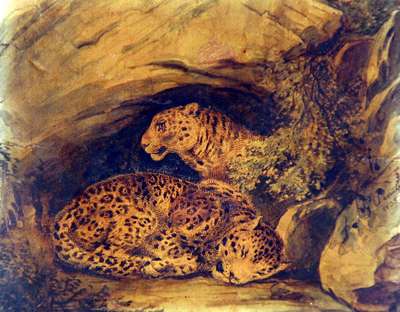 The cheetah lair - Penuti Giuseppe